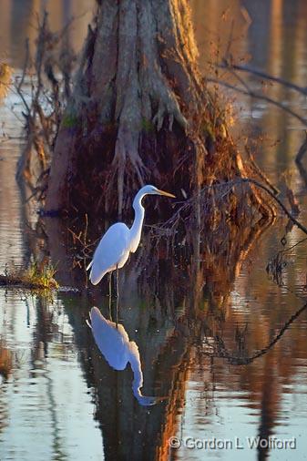 Egret Beside A Cypress_26442.jpg - Great Egret (Ardea alba) photographed in the Cypress Island Preserve at Lake Martin near Breaux Bridge, Louisiana, USA.